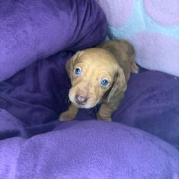 Spark - Dapple male Dachshund puppy in Richwood, West Virginia from Wild and Wonderful Wieners