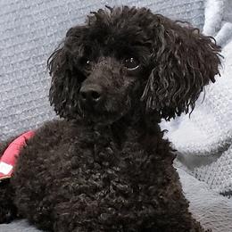 Dino - Poodle