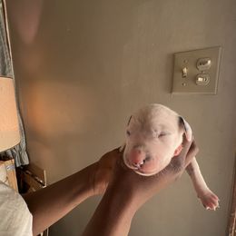 Boy 1 - Dalmatian puppy in Virginia from Andersons Toy Box LLC