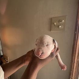 Boy 1 - Dalmatian puppy in Virginia from Andersons Toy Box LLC