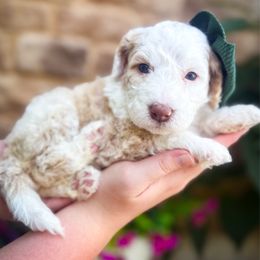 Potato Salad - White female Sheepadoodle puppy in Marion, Ohio from Doodles & Doxies