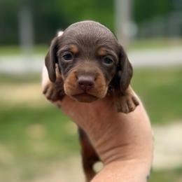 Thunder Cloud - Boy 2 - Blue - Chocolate and tan male Dachshund puppy in Corbin, Kentucky from Steele Half Acre Homestead