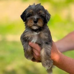 Deacon - Merle male Bernedoodle puppy in Dundee, Ohio from Down Home Doodle