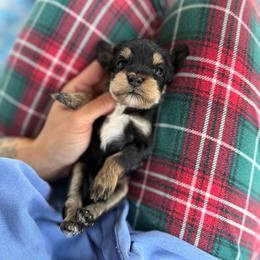Army - Tri-color male Australian Labradoodle puppy in Clarksville, Tennessee from Fairytale Lane Australian Labradoodles