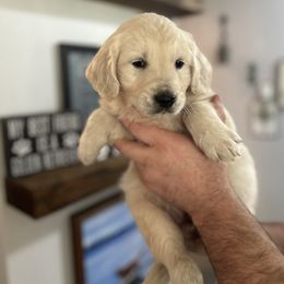 Male 5 (Blue collar) - Light golden male Golden Retriever puppy in Rainier, Washington from Hanson’s NW Goldens & Doodles