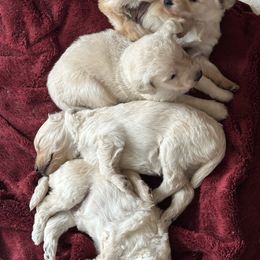 Goldendoodle puppies from Westwind Goldendoodles