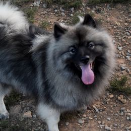 KAYLA - Keeshond
