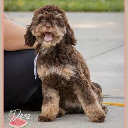 Priscilla - Brown and tan female Cockapoo puppy in Connersville, Indiana from Deaz Doodle Ranch