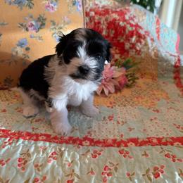 Lottie - Black and white female Havanese puppy in Apopka, Florida from Dunhill Havanese