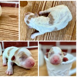 Goldendoodle and Poodle Puppies from SnickerDoodlePups