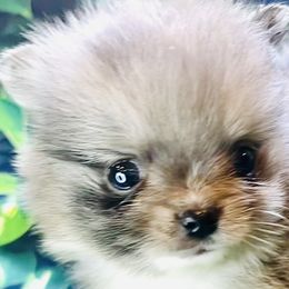 Pomeranians and Pomskies from Southern Poms of Texas