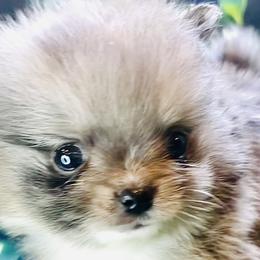 Pomeranians and Pomskies from Southern Poms of Texas