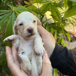 Prince Henery green Collar cream - Cream male Dachshund puppy in El Cajon, California from Lisa Buxton