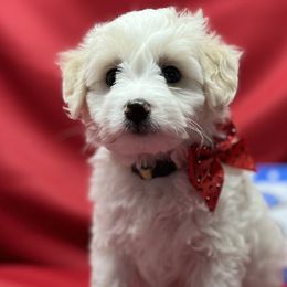 Girl 5 - Aussiedoodle puppy in Leitchfield, Kentucky from Salt River Kennels