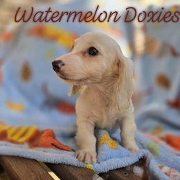 Casper - Piebald male Dachshund puppy in Tuscaloosa, Alabama from Watermelon Doxies