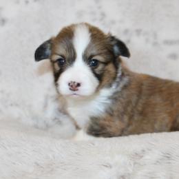 Daisy (fluffy) - Red female Pembroke Welsh Corgi puppy in Goliad, Texas from Rogers’ Fluffy Butt Corgis