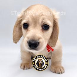 Astro (Peanut) - Cream male Dachshund puppy in Houston, Texas from Texas Regal Dachshunds LLC