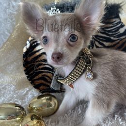 Chihuahua and Dachshund Puppies from Blue Tails Farm