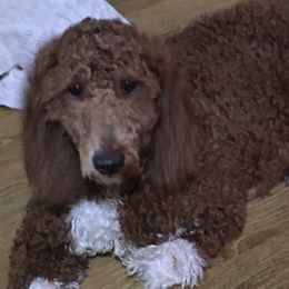 Chili - Goldendoodle