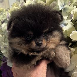 Black and tan 2 - Black and tan male Pomeranian puppy in Sacramento, California from M-J’s AKC Breeder of Merit of Show Pomeranians