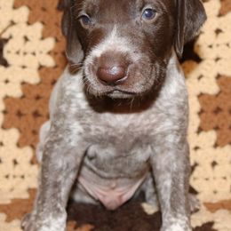 German Shorthaired Pointer Puppies from GLC Pointers