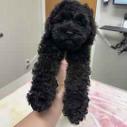 Mr.Grinch - Black male Cockapoo puppy in Deming, Washington from Heavenly Puppies to Love