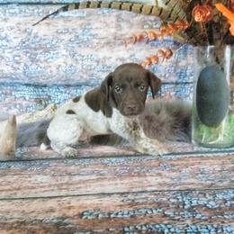 Boy 2 - Liver roan male German Shorthaired Pointer puppy in Laporte, Minnesota from Northern Odyssey Gun Dogs