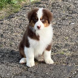 Annie - Red tri-color female Miniature American Shepherd puppy in Hillsboro, Kentucky from Kidd’s Miniature American Shepherds