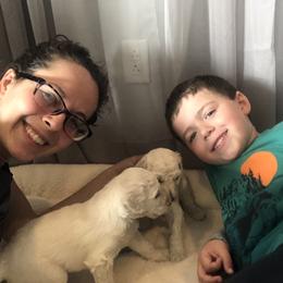 Poodle Puppies from D and D Standard Poodles