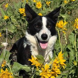 Pip - Border Collie