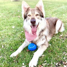 German Shepherds from Anzhela Krieg