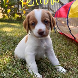 Yellow Boy - Orange and white male Brittany puppy in Milner, Georgia from Hi-Hope Kennel