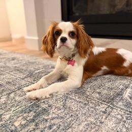 Cavalier King Charles Spaniel puppies from Heart Mountain Cavaliers & Floating Feathers Kennel