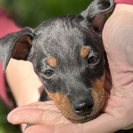 Manchester Terrier puppies from Mystic Manchesters