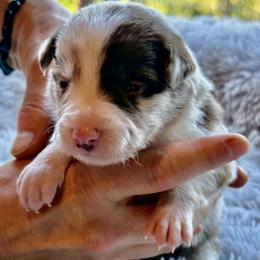 Biscuit - Red merle male Border Collie puppy in East Ellijay, Georgia from Nine Peaks Border Collies
