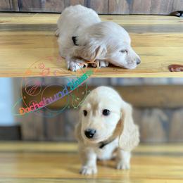Dachshund Puppies from Dachshund Universe