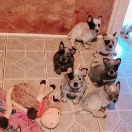 Australian Cattle Dog Puppies from Grizzly Hollow Farm