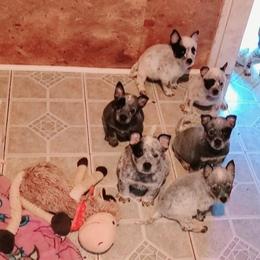 Australian Cattle Dog Puppies from Grizzly Hollow Farm