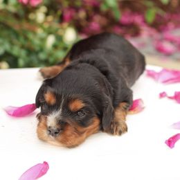 Cory - Black and tan male Cavalier King Charles Spaniel puppy in New Holland, Pennsylvania from Mountain Breeze Puppies