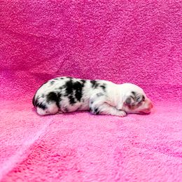 Tesla (Fluffy) - Blue merle and white female American Corgi puppy in Pahrump, Nevada from Desert Sunset Corgis