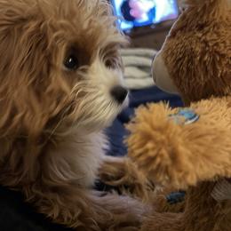 Bernedoodle, Cavapoo, and Goldendoodle Puppies from Zink Doodles