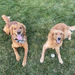 Golden Retriever puppies from Sun Ridge Goldens