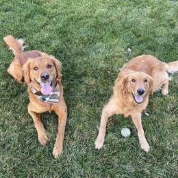 Golden Retriever puppies from Sun Ridge Goldens