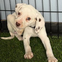 Abbey DEAF - White and liver brown female Dalmatian puppy in Sedalia, Missouri from Missouri Dalmatians