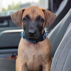 Black Mouth Curs and Miniature American Shepherds from C5 Kennels