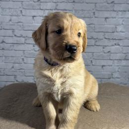 Purple Collar - Light golden female Golden Retriever puppy in Chesapeake, Virginia from AmberLight Goldens