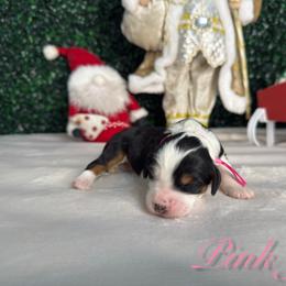 Girl 1 - Tri-color female Bernedoodle puppy in Modesto, California from Two Doods Doodles