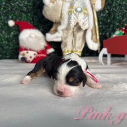 Girl 1 - Tri-color female Bernedoodle puppy in Modesto, California from Two Doods Doodles
