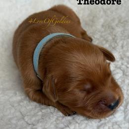 Theodore - Dark golden male Golden Retriever puppy in La Verne, California from 4LoveofGoldens
