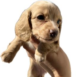 4000 Female Cream Longhair - Cream female Dachshund puppy in El Paso, Texas from InnerVision K9 & Dachs